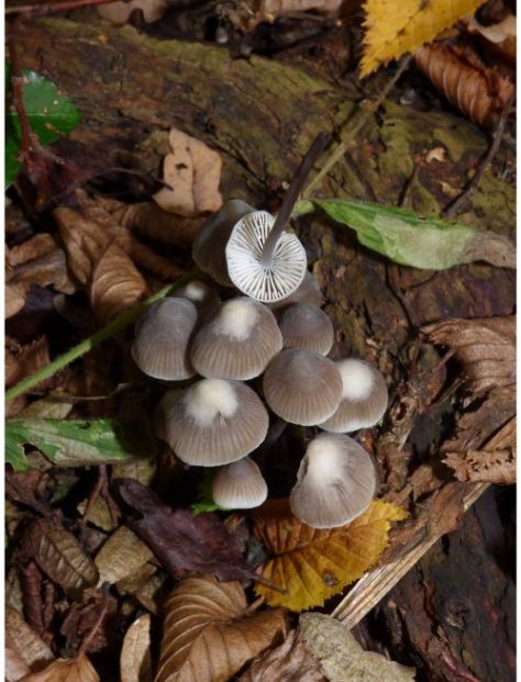on fallen wood and on buried roots (various species).